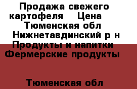 Продажа свежего  картофеля  › Цена ­ 8 - Тюменская обл., Нижнетавдинский р-н Продукты и напитки » Фермерские продукты   . Тюменская обл.